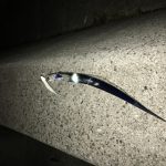 社員旅行で釣り