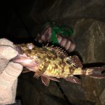 ウキ釣りに、泉南マーブルビーチ