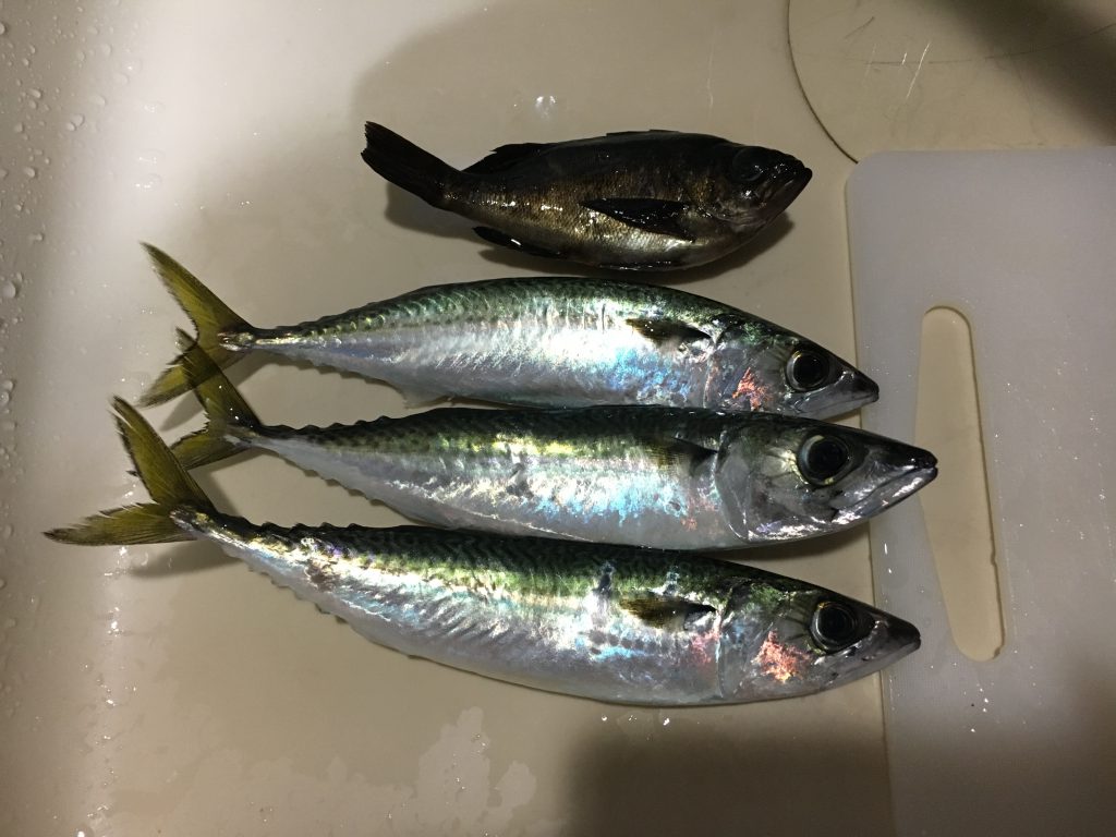 サバとメバル