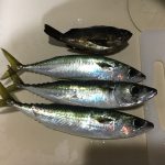 サバとメバル