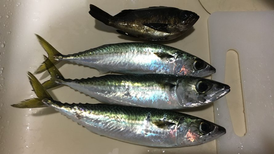 サバとメバル