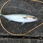釣あげたてのメジロ
