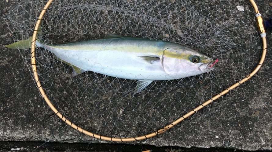 釣あげたてのメジロ